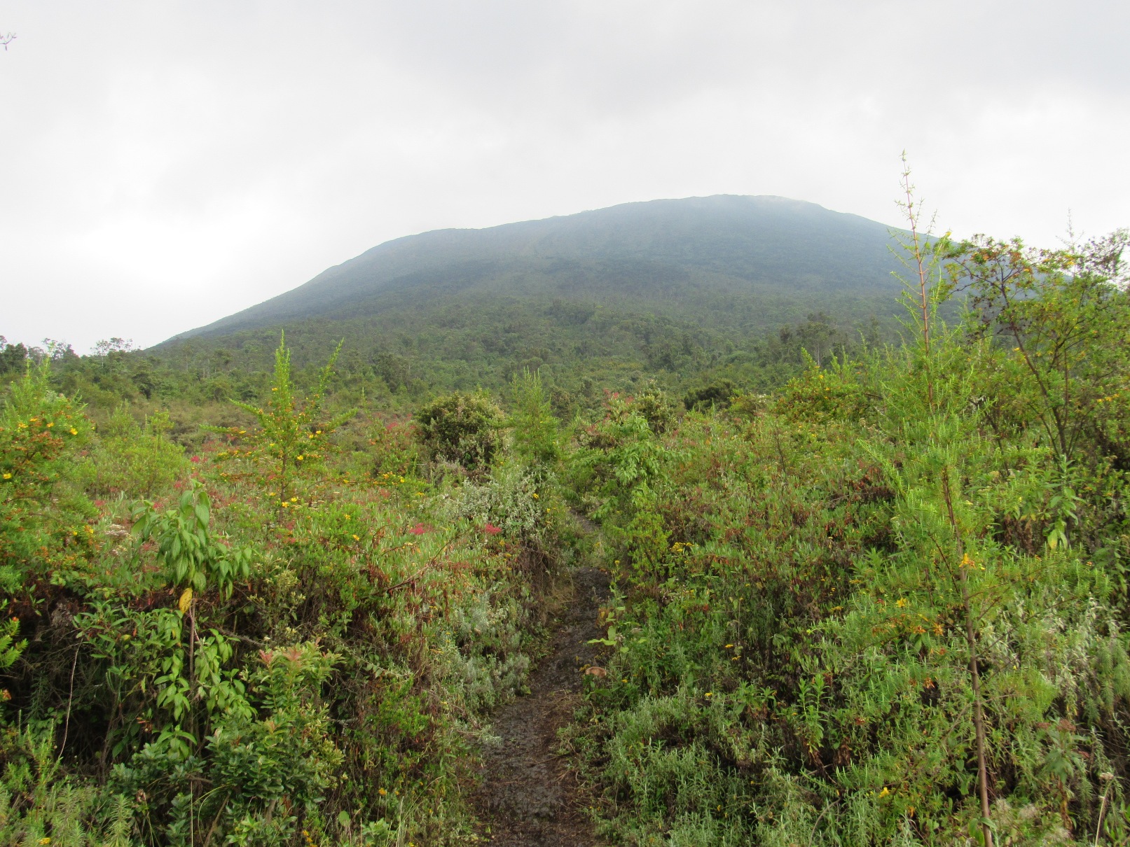 vegetacion-de-camino-al-nyiragongo